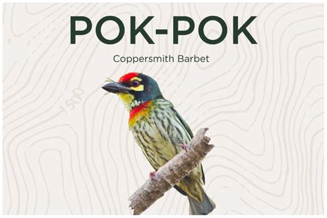 pok pok kinantot|Pok Pok .